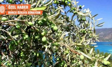 Zeytinyağı üreticileri: Yakında zeytin ağaçları sökülecek, kimse zeytinyağı bulamayacak