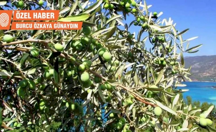 Zeytinyağı üreticileri: Yakında zeytin ağaçları sökülecek, kimse zeytinyağı bulamayacak