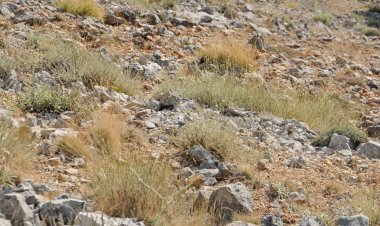 İzmir'de "Efe çenberi" isminde yeni bir bitki türü keşfedildi
