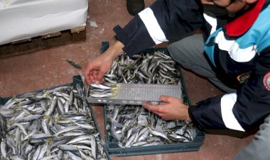 İzmir’de Boy Ve Zaman Yasaklarına Uygun Olmadan Yakalanmış Yaklaşık 8 Ton Balığa El Kondu