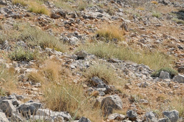 İzmir'de "Efe çenberi" isminde yeni bir bitki türü keşfedildi