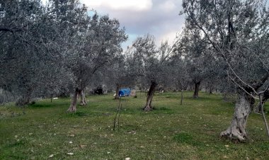 100 bin liraya zeytinlik aldı, şimdi 6 milyon teklif ediliyor!