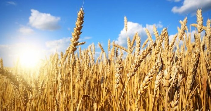 Ukrayna savaşı buğdayda darboğaz yaratır mı?