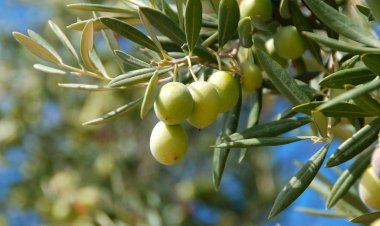 Danıştay'dan zeytin yönetmeliği için yürütmeyi durdurma kararı