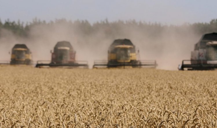 Rapor: Ukrayna'da buğday üretimi üçte bir azalacak