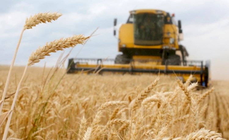 Türkiye Buğday Açığını Venezuela’yla Kapatabilir mi?