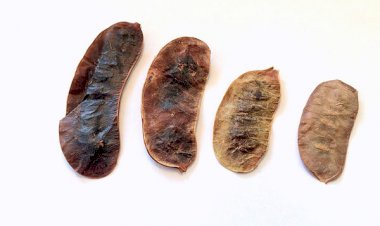 Açlık Otu Zayıflamak İçin Nasıl Kullanılır?