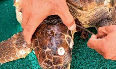 İstanbul'da Caretta operasyonu!