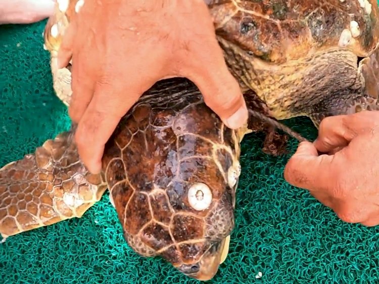 İstanbul'da Caretta operasyonu!