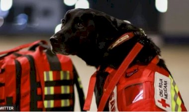 Meksika, meşhur arama kurtarma köpeklerini Türkiye'ye yolluyor