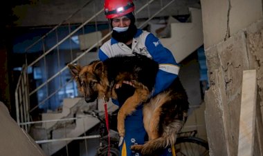 Depremler sonrasında arama kurtarma çalışmaları evcil hayvanlar için de sürüyor