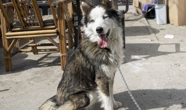 Hatay'da 'Aleks' isimli köpek depremin 22. gününde enkazdan kurtarıldı
