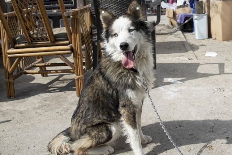 Hatay'da 'Aleks' isimli köpek depremin 22. gününde enkazdan kurtarıldı
