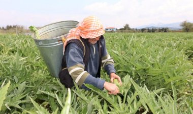 Urla Enginarı tüm kalbiyle sizi çağırıyor
