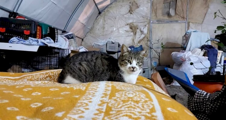 Depremzede Aile 50’den Fazla Kediyle Çadırda Yaşıyor