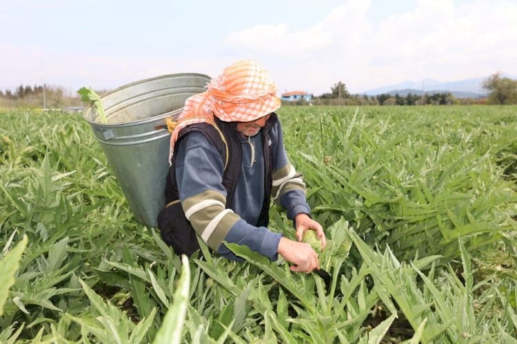 Urla Enginarı tüm kalbiyle sizi çağırıyor