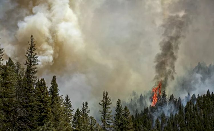 Orman yangınlarından çıkan dumanı solumak insan sağlığı için ne kadar tehlikeli?