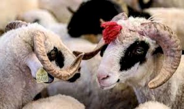 Kurbanın kısa tarihçesi ve Türklerde kurban geleneği