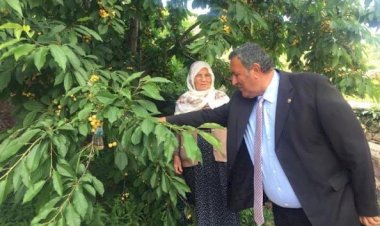 CHP’li Gürer: İngiltere sarayına bile giden kiraz nasıl olur da dalda kalır