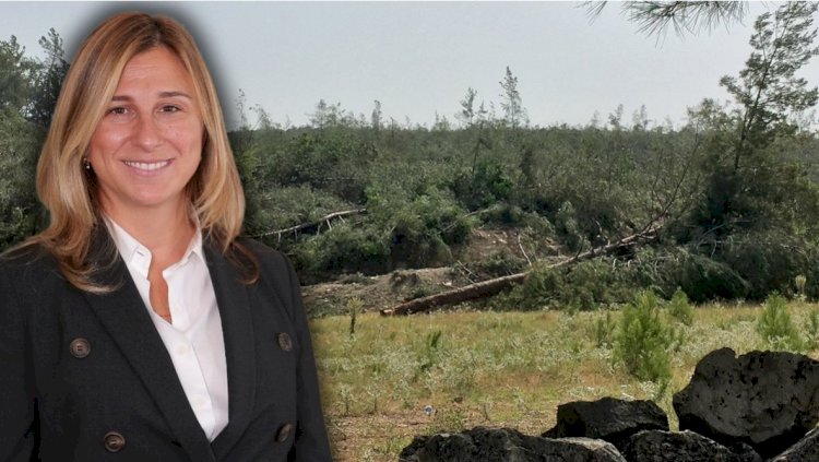 Akbelen'i yok eden şirketin başkanı 'çevreci' çıktı
