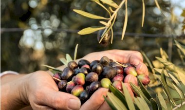 Zeytin üreticisi zarar ediyor, tüccar zarar ediyor, halk kötü zeytinyağı yiyor!