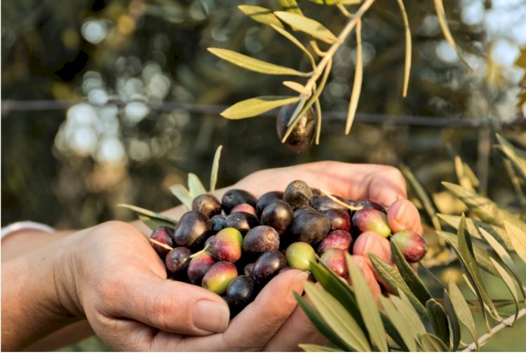 Zeytin üreticisi zarar ediyor, tüccar zarar ediyor, halk kötü zeytinyağı yiyor!