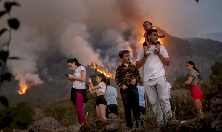 Tenerife, Yunanistan ve Kanada'da orman yangınları