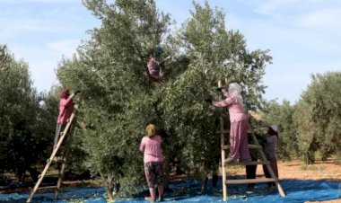 Türkiye zeytinyağı ihracatında nasıl rekor kırdı, gelecek yıllarda ne olur?