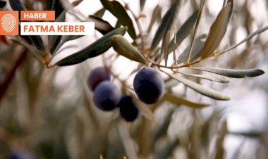 Zeytini sel ve kuraklık vurdu: ‘Ürün var verim yok’