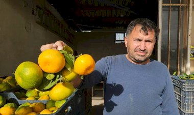 Narenciye çiftçisi tepkili: 'İhracat daraldı, maliyetler arttı, ürünler dalında kaldı' | Video