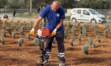 Milas Belediyesi, "Lavanta Kokulu Milas" Projesine Başladı