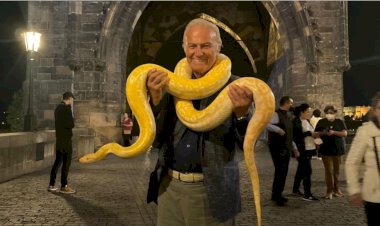 RÜYADA PİTON YILANI GÖRMEK