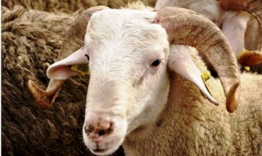 Sacrifice and Alms Giving for Genetic Diseases: A Tradition for Hope