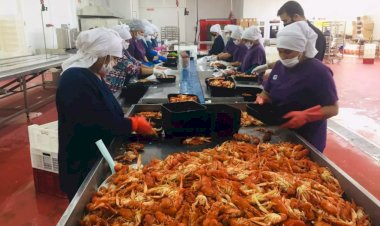 Tatlı Su Istakozunun Yokoluş Hikayesi: Doğal Dengenin Bozulması