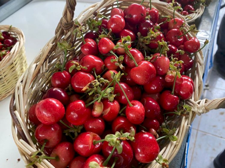 Türkiye'nin kiraz ihracatındaki hedefi yükseliyor