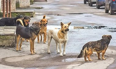 Türkiye Sokak Köpekleri Sorunu İçin Yeni Yasa Hazırlıyor: Yapay Zeka Ne Düşünüyor?