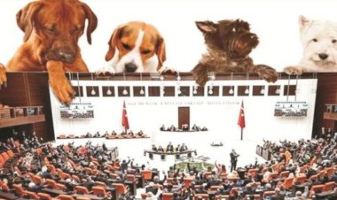 Sokak Hayvanlarının Korunması İçin Yeni Bir Yol: Vakıf ve Kısırlaştırma