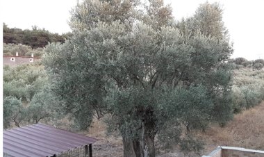 İzmir’in Gizli Cenneti: Aslan Bey Çiftliği