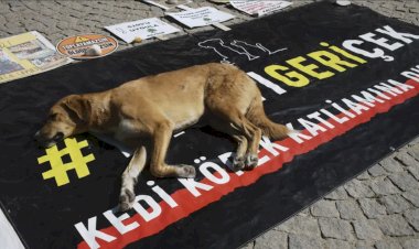İzmir'de Sokak Hayvanları Yasası’na Şok Tepki: "Yaşatmayı Seçiyoruz!"