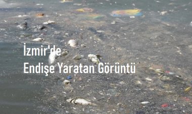 İzmir'de Endişe Yaratan Görüntü: Bayraklı Sahilinde Yüzlerce Ölü Balık Kıyıya Vurdu
