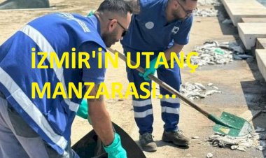 İzmir Körfezi Alarm Veriyor: Balık Ölümleri ve Kirlilik Şehri Tehdit Ediyor