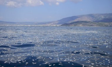 Yunanistan Kıyılarında Binlerce Balığın Ölümü Araştırılıyor