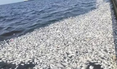 İzmir Körfezi’nde Tehlike Sinyalleri: Temizlik Şart, Aksi Halde Balık Ölümleri Sürecek