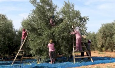 Zeytin Üretimi ve Hasadı: Kaliteyi Artırmak İçin Yapılması Gerekenler
