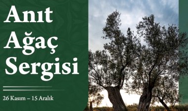 Dünya Zeytin Ağacı Günü Komili ve İBB Kültür AŞ İş Birliğiyle Kutlanacak