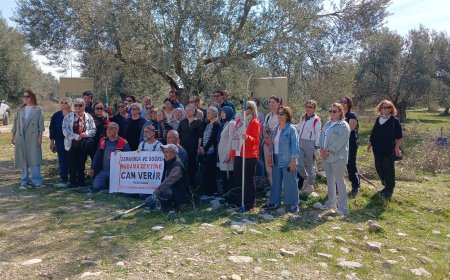 Kadınların Zeytin Budama Kursuna Yoğun Katılımı ve Türkiye İçin Stratejik Önemi