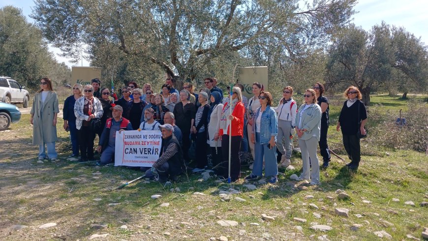 Kadınların Zeytin Budama Kursuna Yoğun Katılımı ve Türkiye İçin Stratejik Önemi