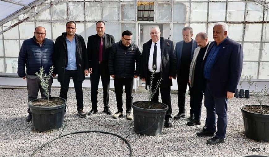 Başkan Mehmet Ertaş, Tescillenen Yeni Zeytin Türü Körfez10’u İnceledi