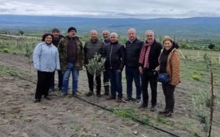 Amasya’da Bir İlk: Kayıtlı Zeytin Bahçesi Uluköy’de Hayata Geçti