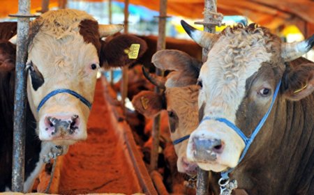 Kurbanlık Hisse Fiyatları Belli Oldu: Tüketici ve Üretici İçin Tavsiye Edilen Rakamlar Açıklandı